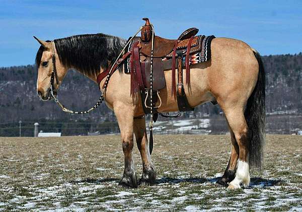 trail-riding-draft-horse