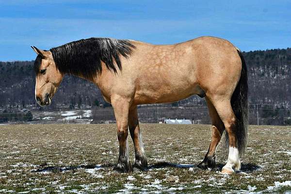 western-riding-draft-horse