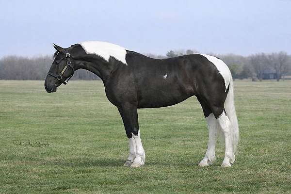 all-around-friesian-horse