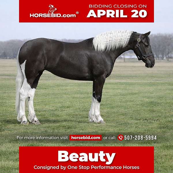 piebald-fshr-mare