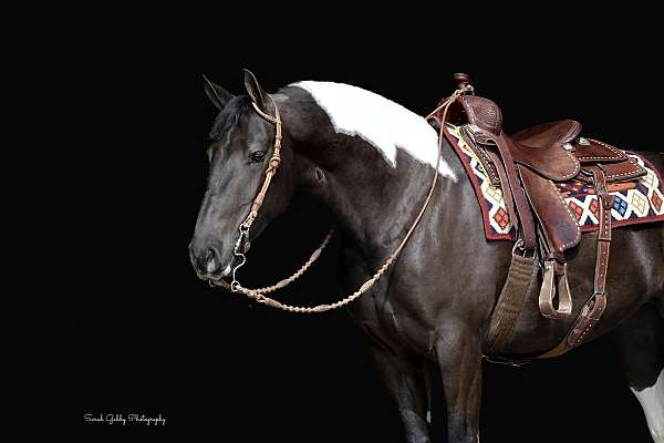 piebald-fshr-horse