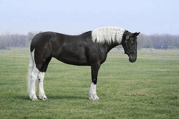 athletic-friesian-horse