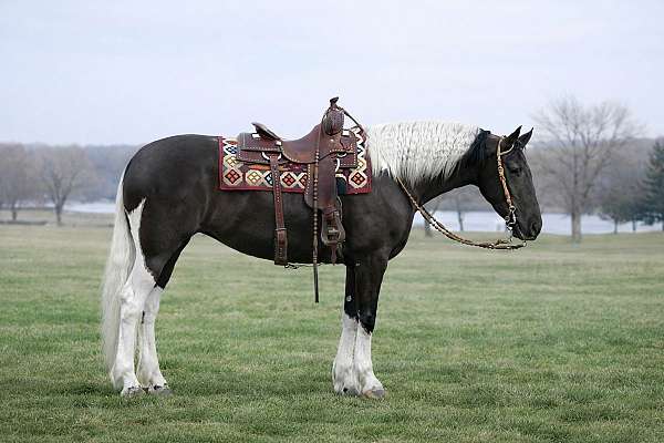 dressage-friesian-horse