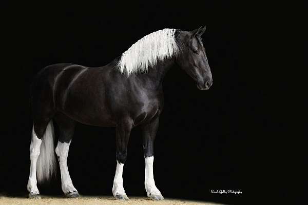 driving-friesian-horse