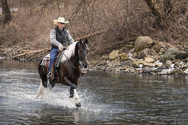 flashy-friesian-horse