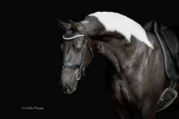 ridden-western-friesian-horse