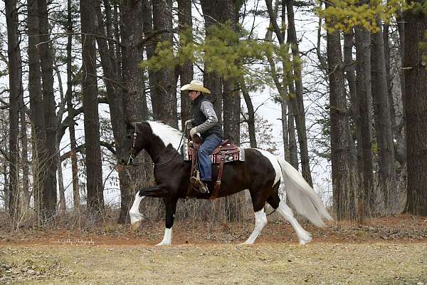performance-friesian-horse