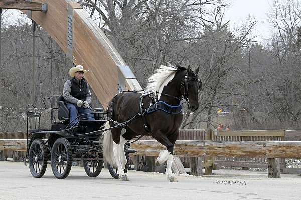ridden-english-friesian-horse