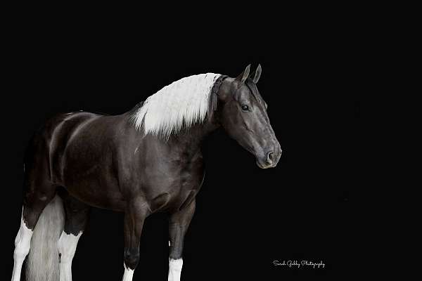 show-friesian-horse