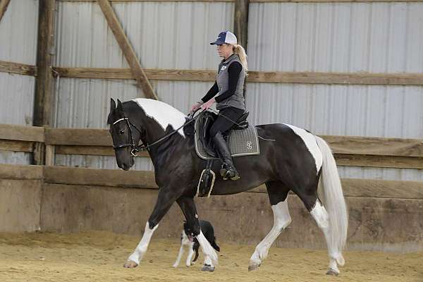 sporthorse-friesian-horse