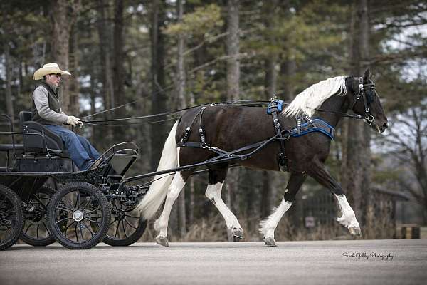 trail-riding-friesian-horse