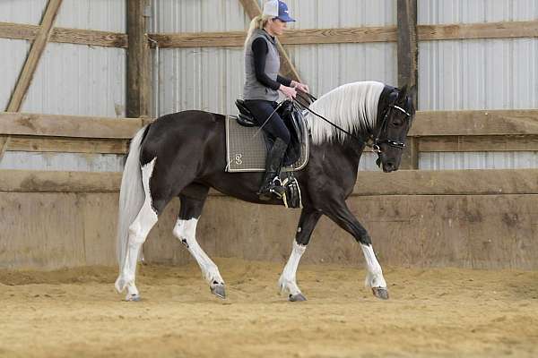 sport-friesian-horse