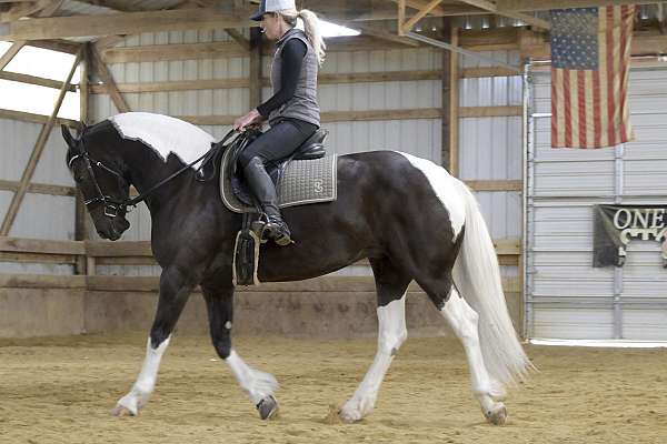 trail-friesian-horse