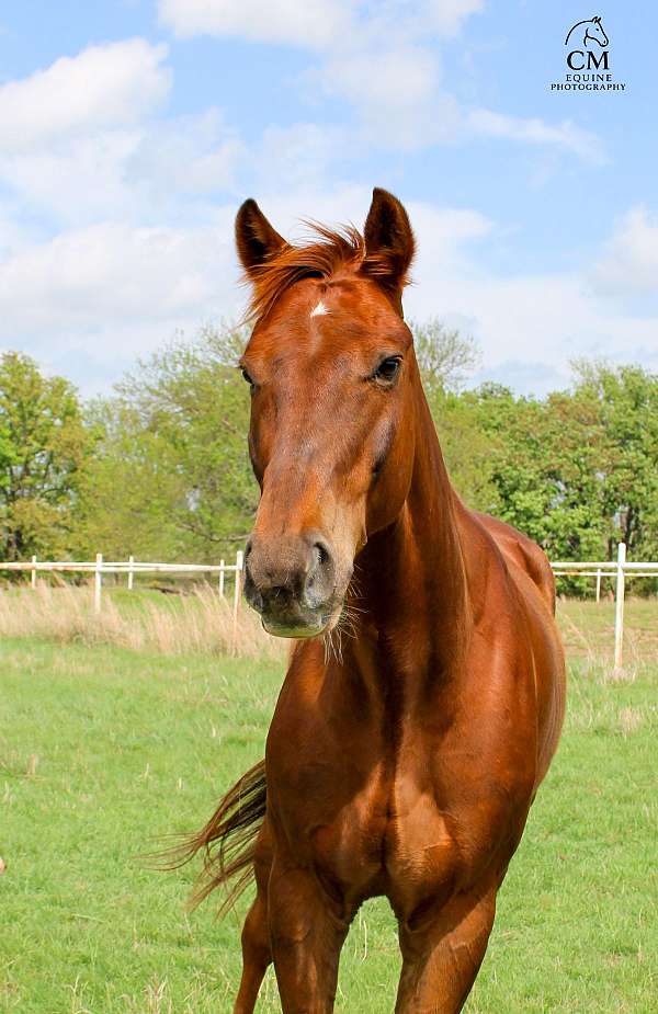 sorrel-pacing-pony
