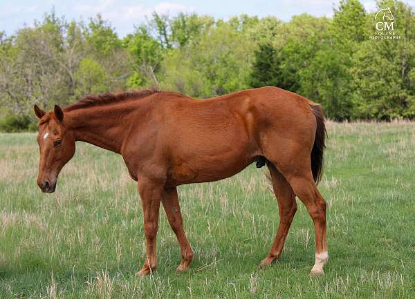 pacing-quarter-pony
