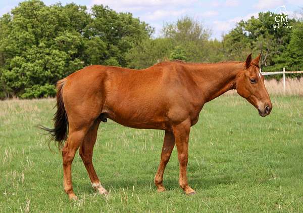 pe-quarter-pony