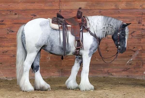all-around-gypsy-vanner-horse