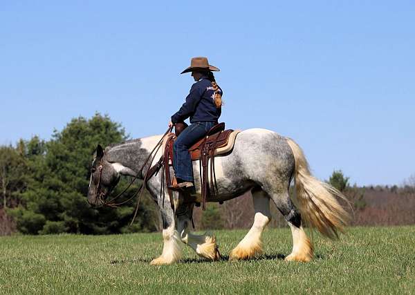 athletic-gypsy-vanner-horse