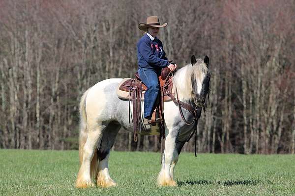 beginner-gypsy-vanner-horse