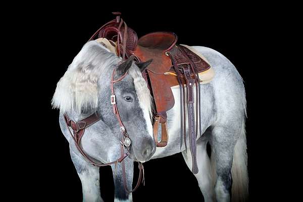 flashy-gypsy-vanner-horse