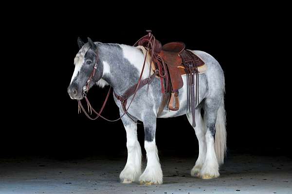 kid-safe-gypsy-vanner-horse