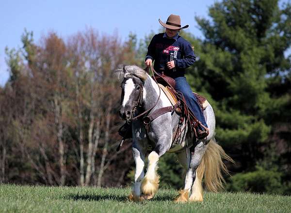 ranch-gypsy-vanner-horse