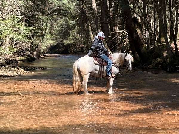 trail-gypsy-vanner-horse