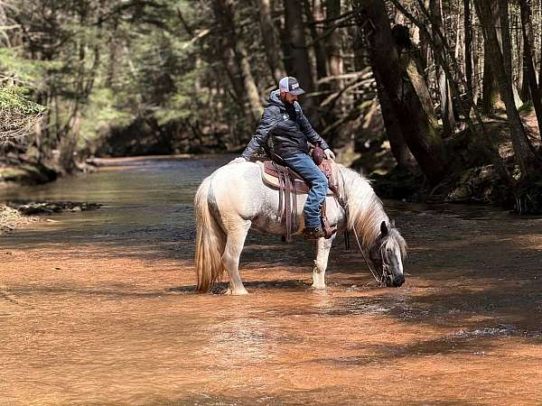 youth-gypsy-vanner-horse