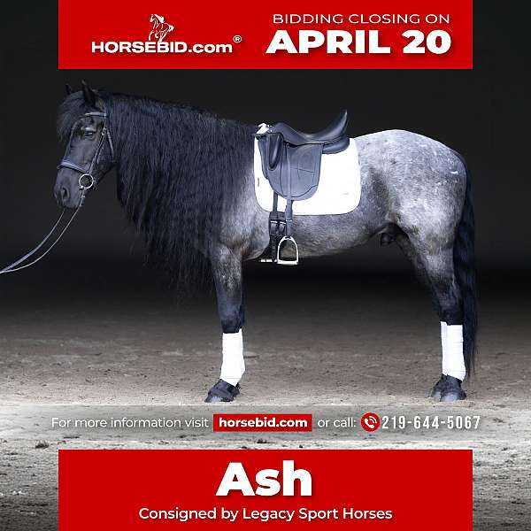 all-around-quarter-horse
