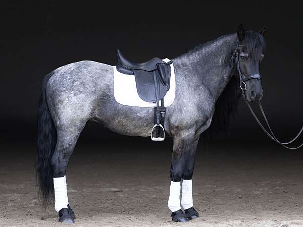 athletic-quarter-horse