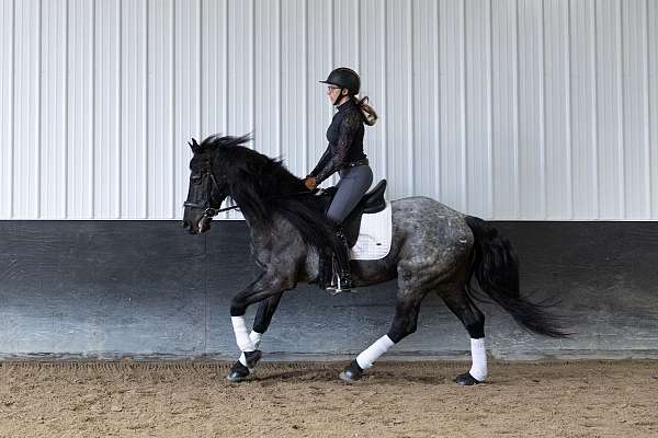 beginner-quarter-horse