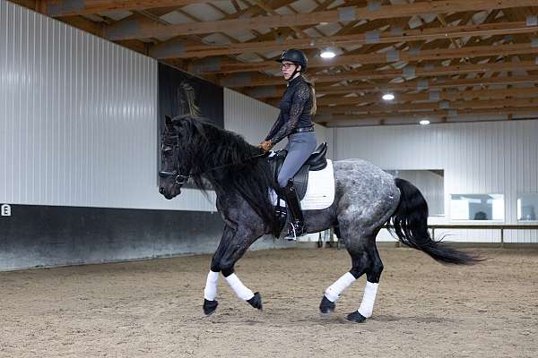 dressage-quarter-horse