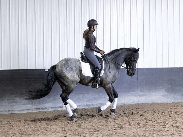 flashy-quarter-horse