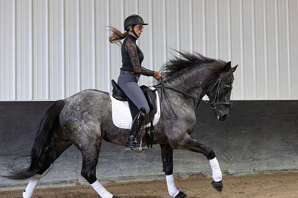 jumping-quarter-horse
