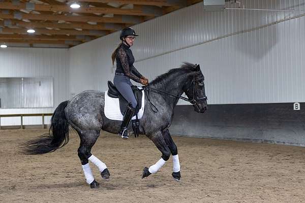kid-safe-quarter-horse