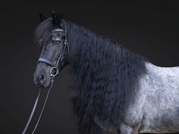 performance-quarter-horse
