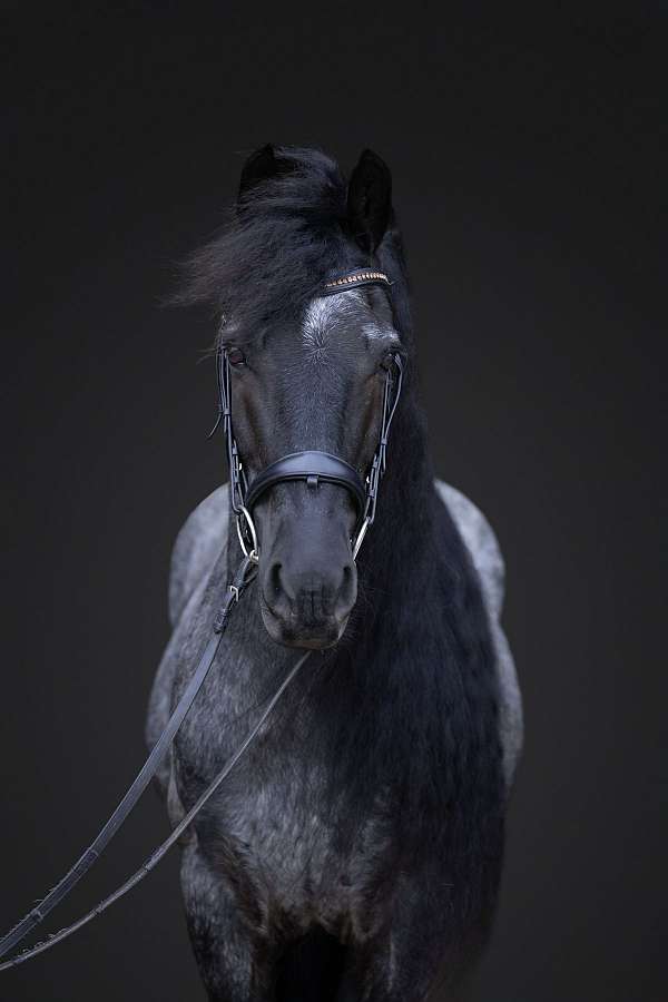 ridden-english-quarter-horse