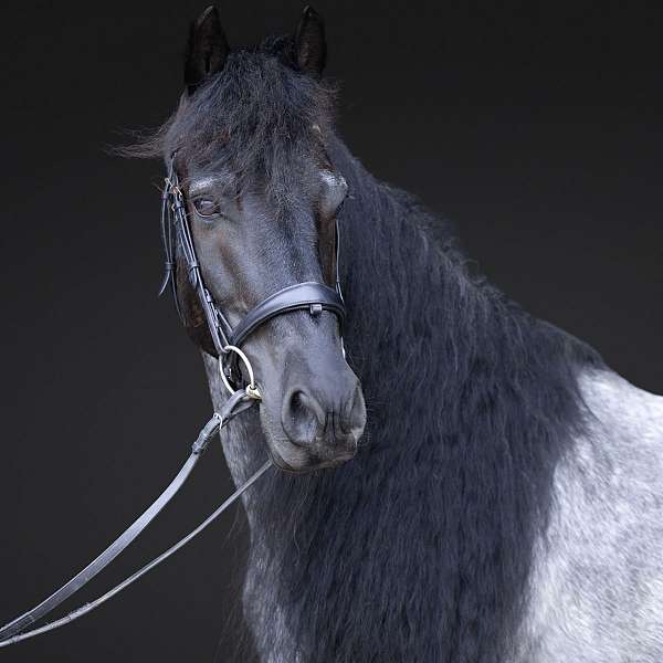 show-quarter-horse