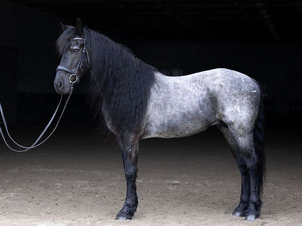 ridden-western-quarter-horse