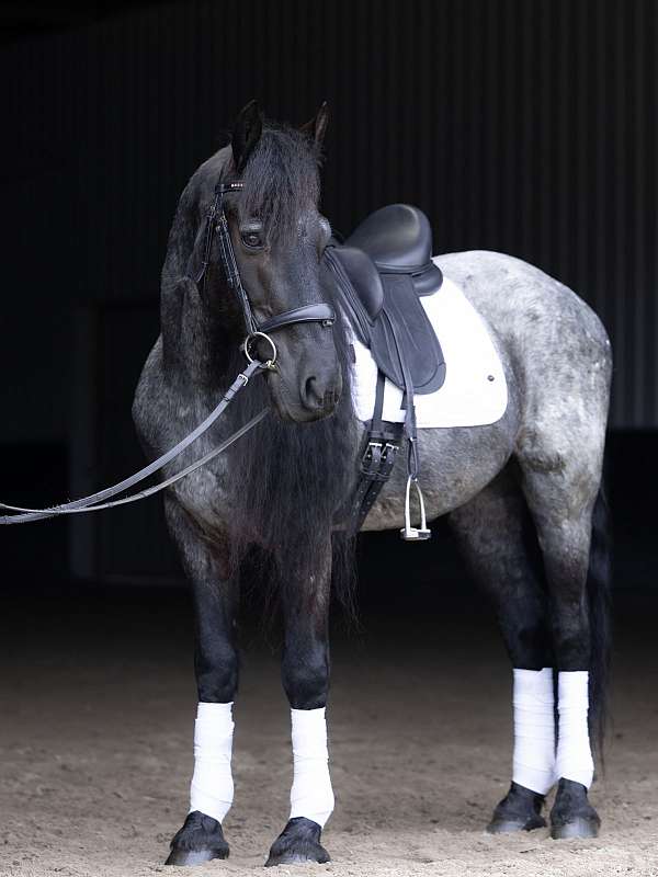 trail-riding-quarter-horse