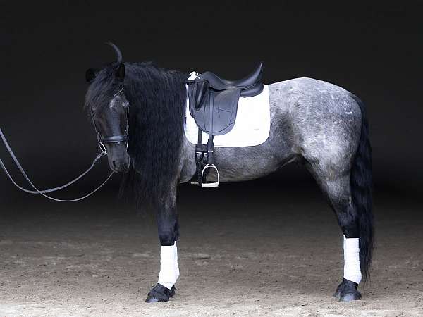 youth-quarter-horse