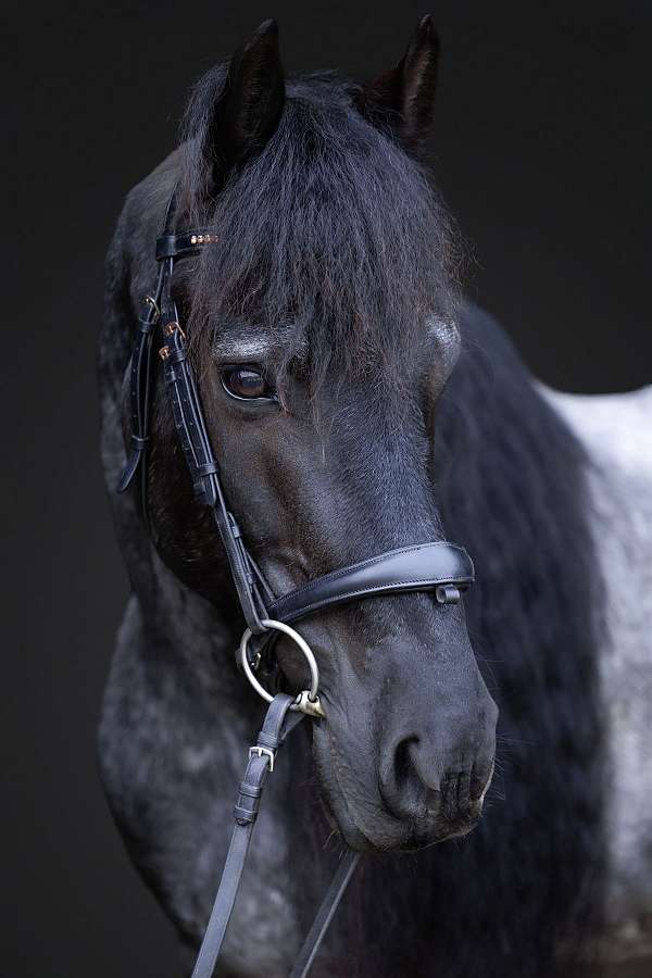 trail-quarter-horse