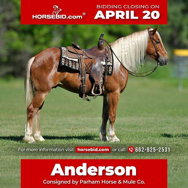 all-around-draft-horse