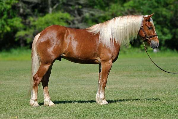 cross-draft-horse