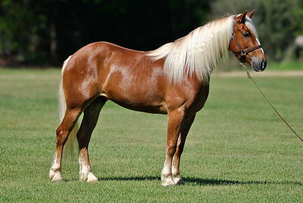 draft-horse