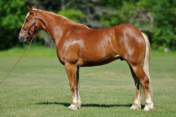 driving-draft-horse
