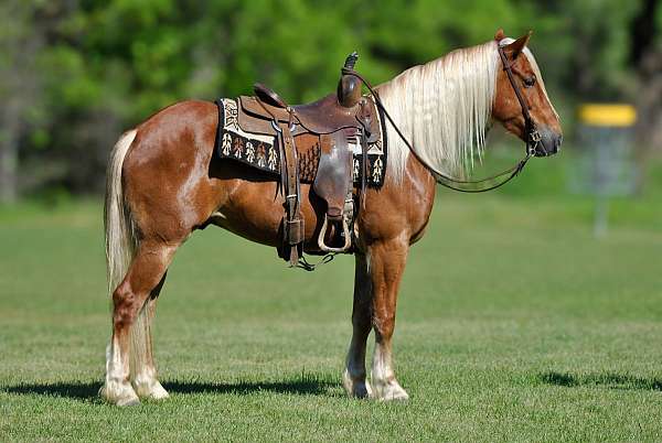 flashy-draft-horse