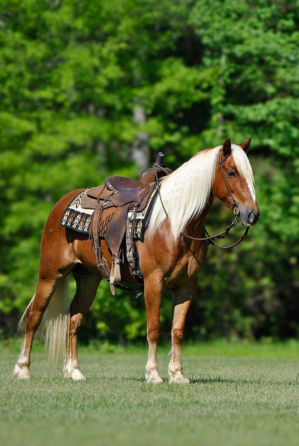 husband-safe-draft-horse