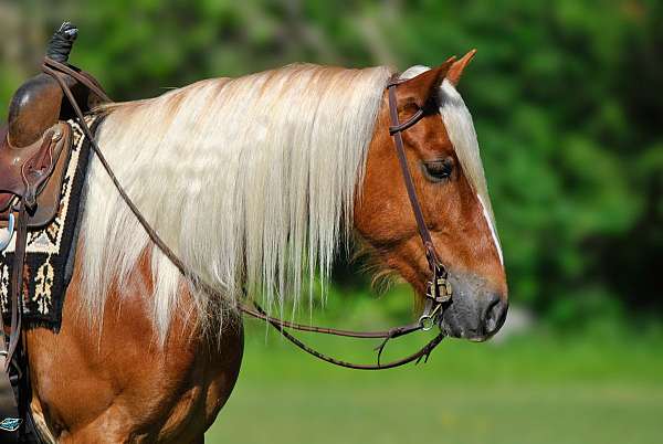 parade-draft-horse