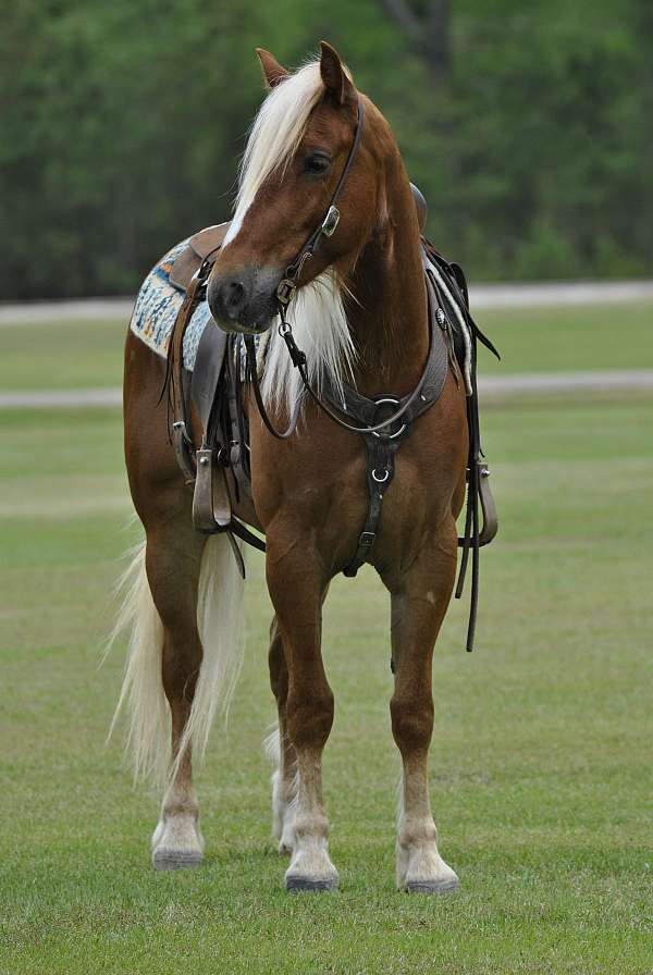 ranch-draft-horse